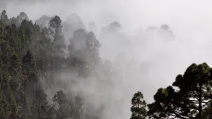 清晨小树林的薄雾图片_8