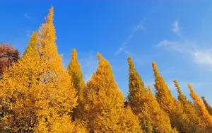 深秋树木金黄落叶图片_9