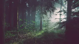 绿色森林图片风景_6