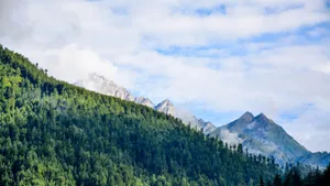 绿色森林图片风景_10
