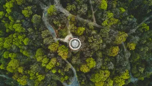 绿色森林图片风景_14