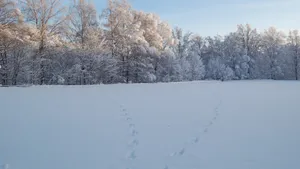 唯美雪景图片大全大图_9