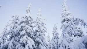 大雪过后的图片_2