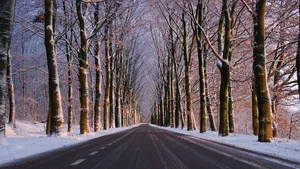 大雪过后的图片_7