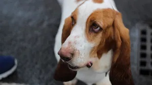 巴吉度犬图片_2