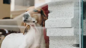 巴吉度犬图片_5