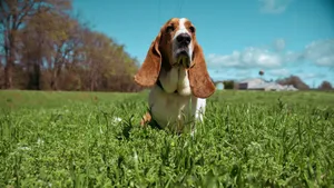 巴吉度犬图片_6