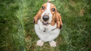 巴吉度犬图片_8