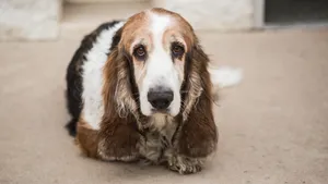 巴吉度犬图片_11