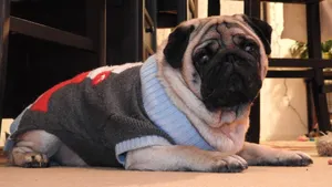 可爱的巴哥犬图片_3