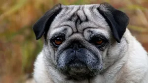可爱的巴哥犬图片_5