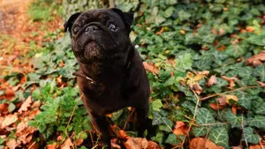 可爱的巴哥犬图片_6