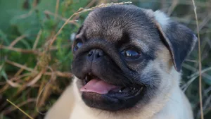 可爱的巴哥犬图片_8