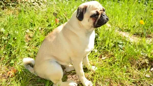 可爱的巴哥犬图片_9