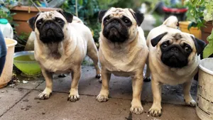 可爱的巴哥犬图片_10