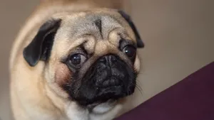 可爱的巴哥犬图片_13