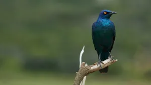 蓝耳丽椋鸟图片欣赏