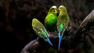 虎皮鹦鹉图片大全_5