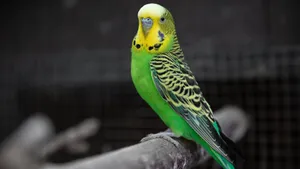 虎皮鹦鹉图片大全_6