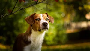 活泼可爱的米格鲁猎兔犬图片_2