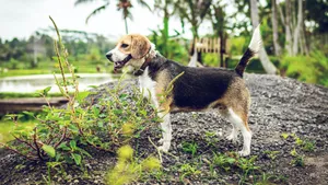 活泼可爱的米格鲁猎兔犬图片_3