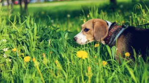 活泼可爱的米格鲁猎兔犬图片_4