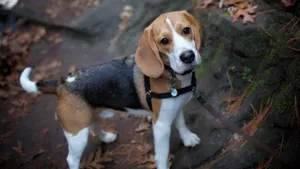 活泼可爱的米格鲁猎兔犬图片_6