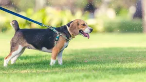 活泼可爱的米格鲁猎兔犬图片_7