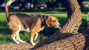 活泼可爱的米格鲁猎兔犬图片_8