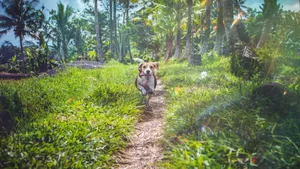 活泼可爱的米格鲁猎兔犬图片_9