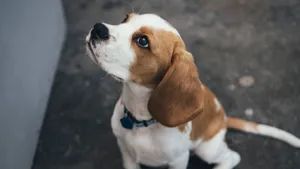 活泼可爱的米格鲁猎兔犬图片_10