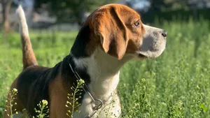 活泼可爱的米格鲁猎兔犬图片_11