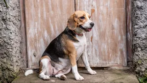 活泼可爱的米格鲁猎兔犬图片_12