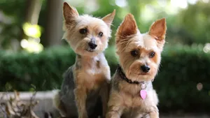 约克夏梗犬图片第1张
