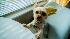 约克夏梗犬图片_3