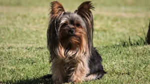 约克夏梗犬图片_5