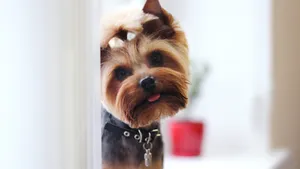 约克夏梗犬图片_8