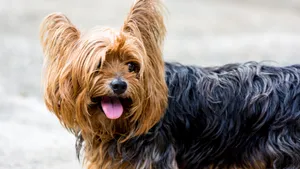 约克夏梗犬图片_9