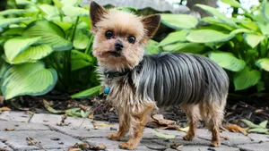 约克夏梗犬图片_10
