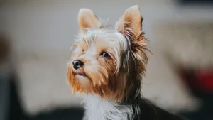 约克夏梗犬图片_13