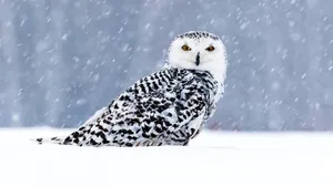 高清雪鸮图片_13