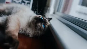 高清暹罗猫图片大全_9