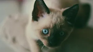 高清暹罗猫图片大全_11