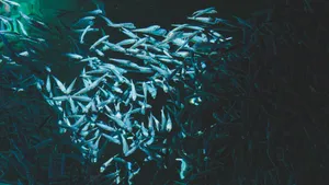 沙丁鱼群图片大全_4