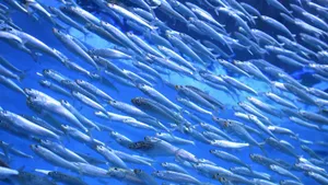 沙丁鱼群图片大全_6