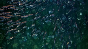 沙丁鱼群图片大全_10