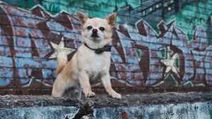 高清吉娃娃犬图片_4