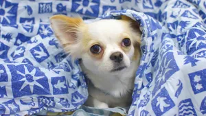 高清吉娃娃犬图片_7