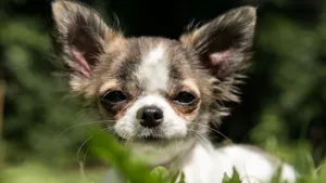 高清吉娃娃犬图片_8