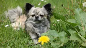 高清吉娃娃犬图片_9